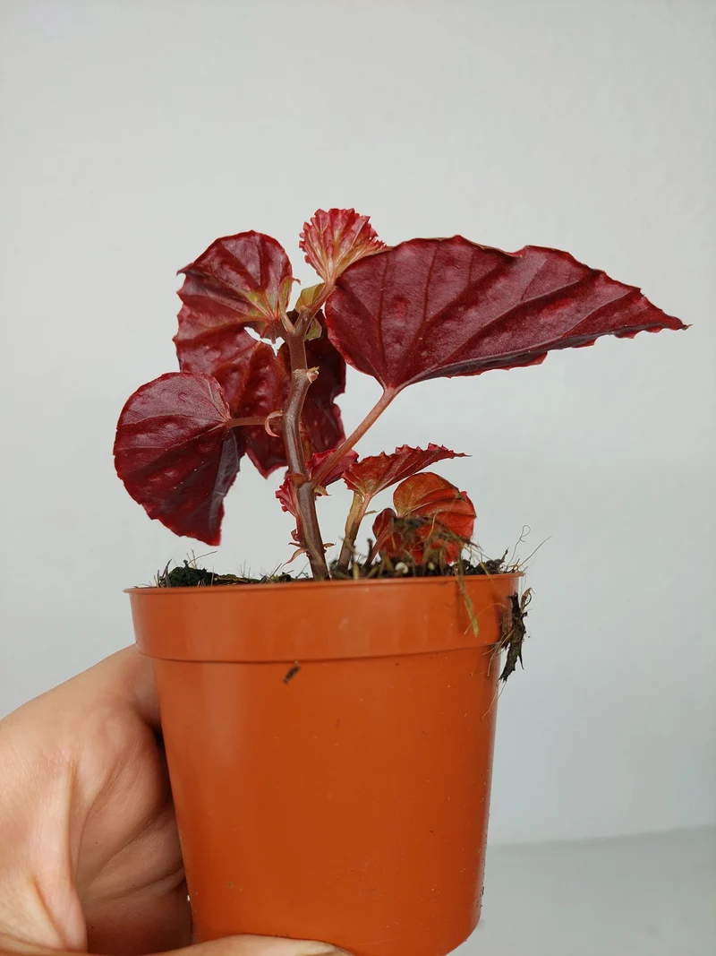 Begonia Medusa