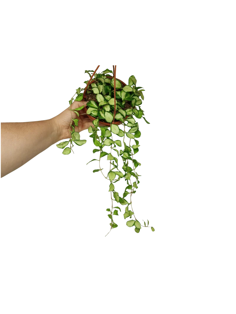 Hoya Heuschkeliana Variegata Hängeampel