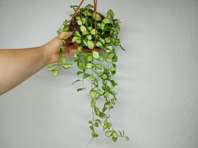 Hoya Heuschkeliana Variegata Hängeampel
