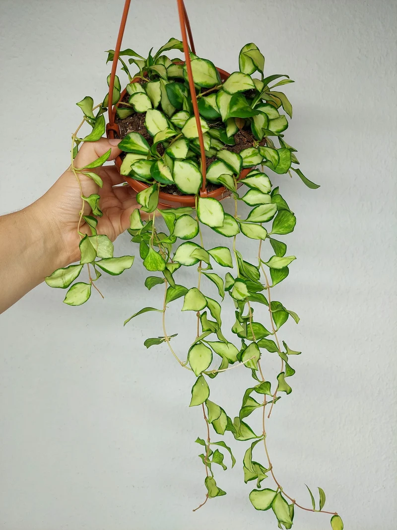 Hoya Heuschkeliana Variegata Hängeampel