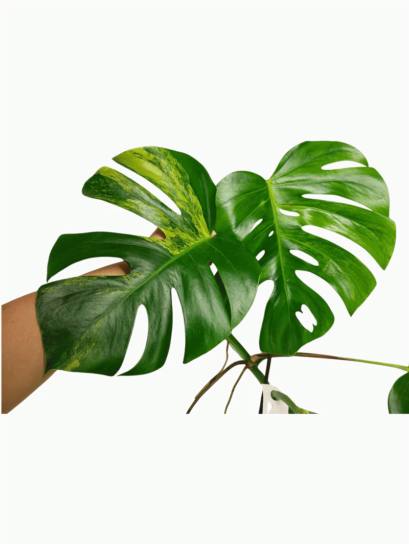 Monstera Aurea Stecklinge