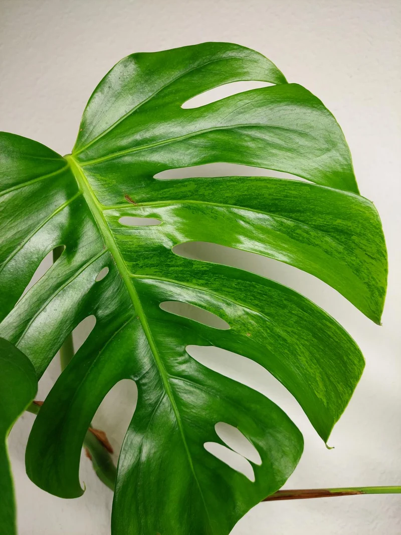 Monstera Aurea Stecklinge