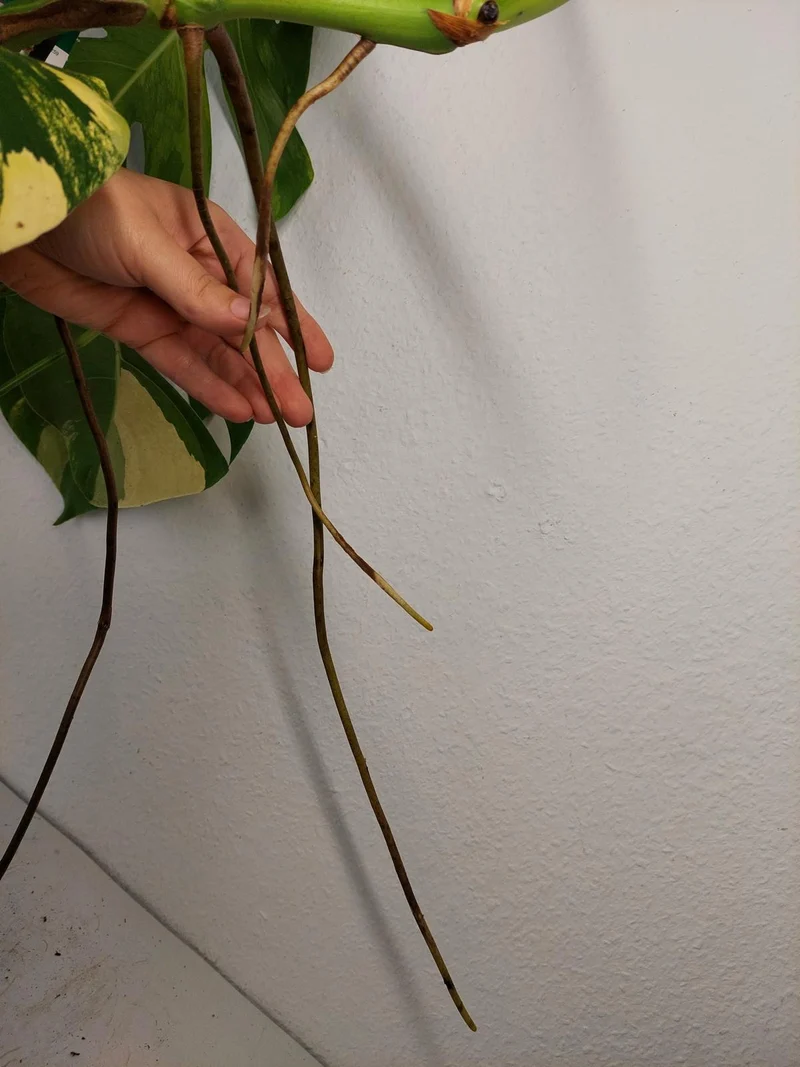 Monstera Aurea Stecklinge