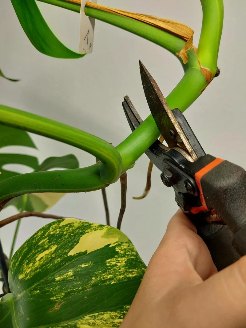 Monstera Aurea Stecklinge