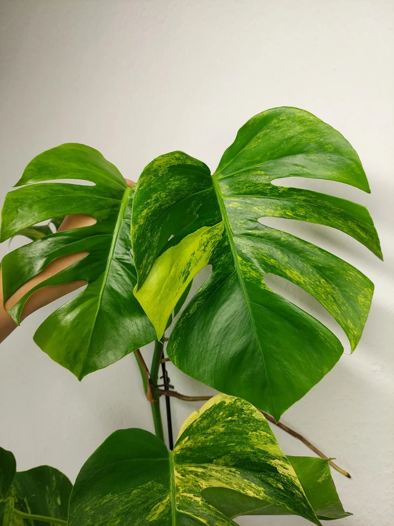 Monstera Aurea Stecklinge