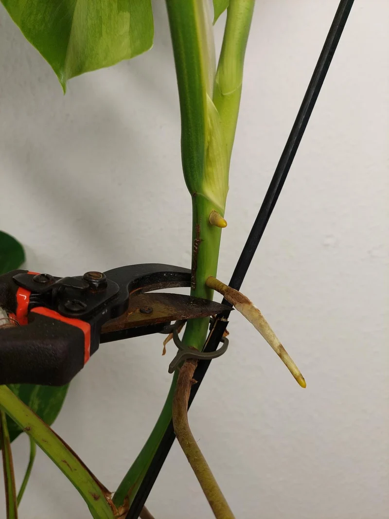 Monstera Aurea Stecklinge