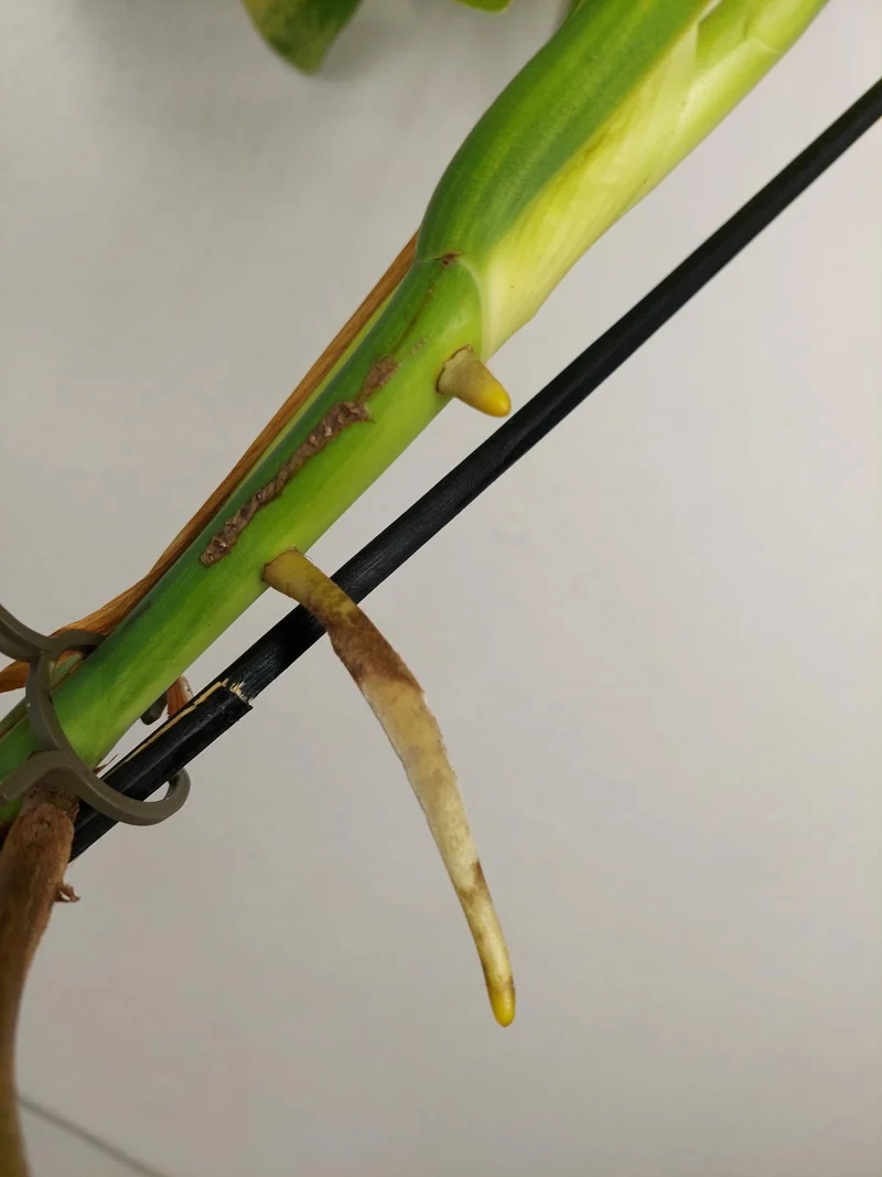 Monstera Aurea Stecklinge