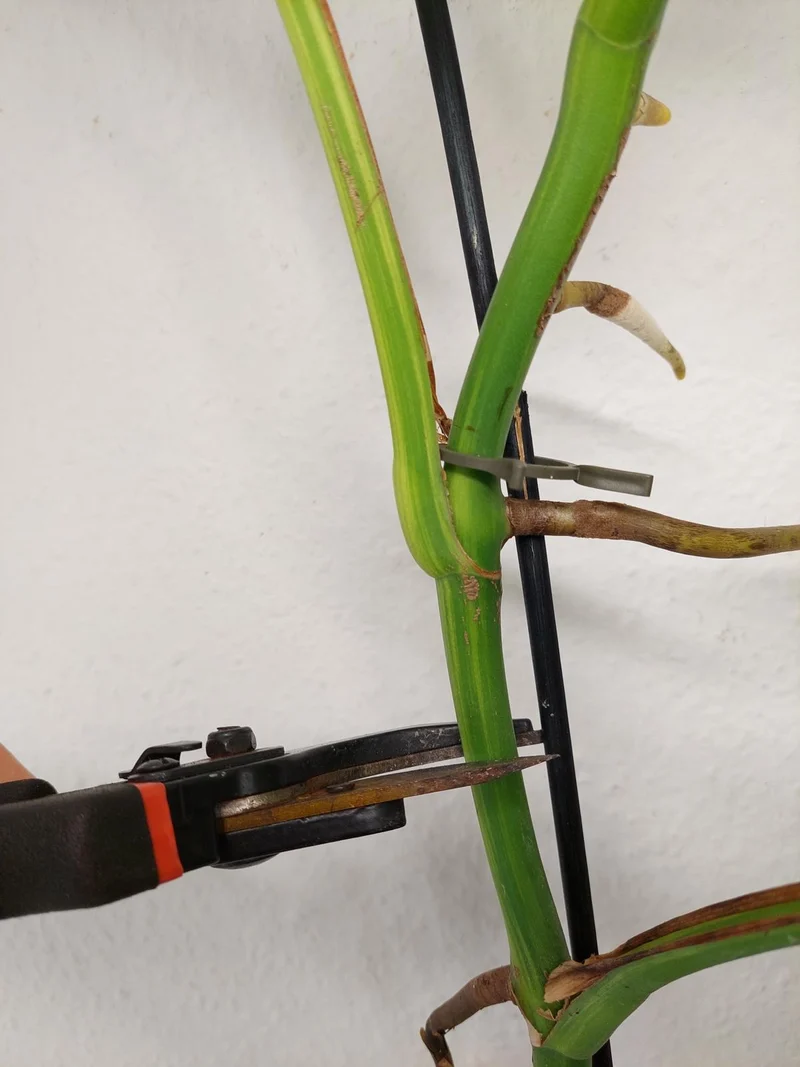 Monstera Aurea Stecklinge