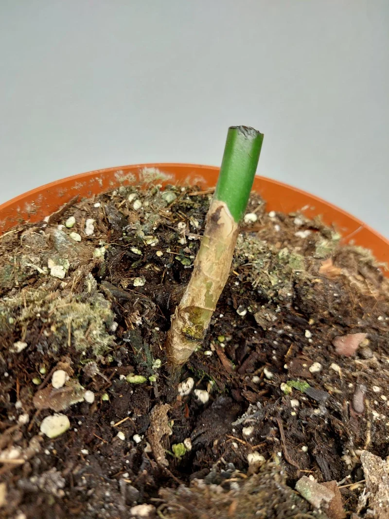 Monstera Aurea Stecklinge
