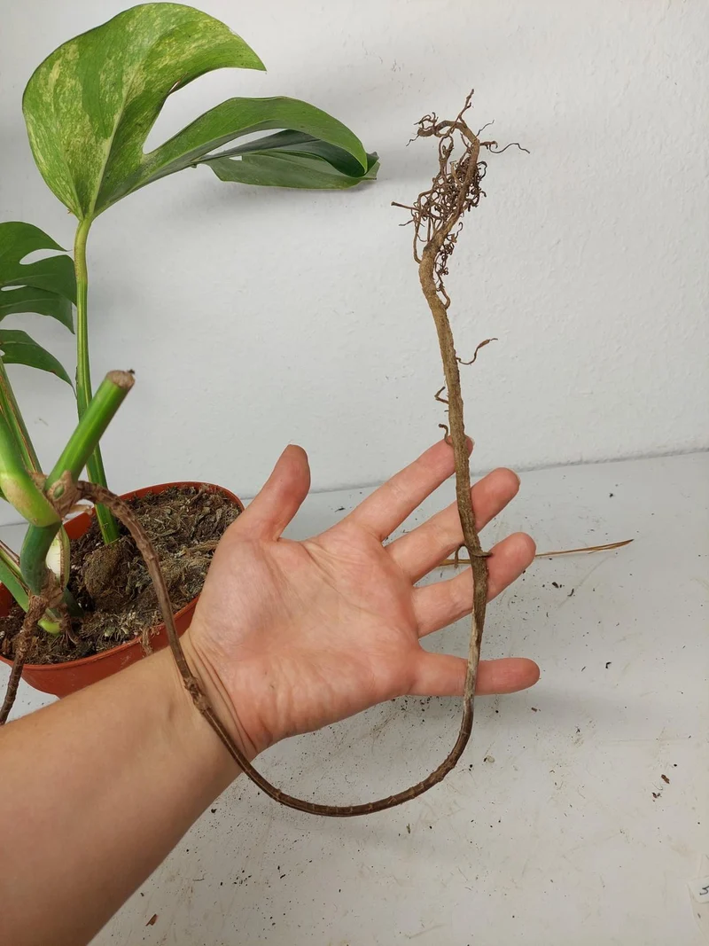 Monstera Aurea Stecklinge