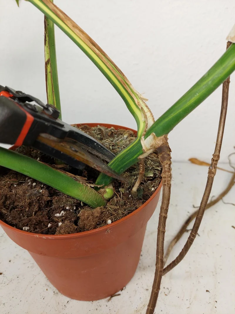Monstera Aurea Stecklinge
