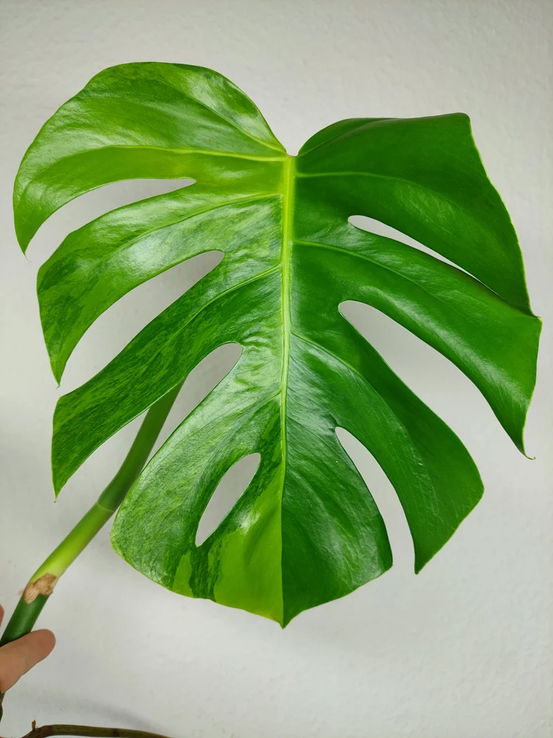 Monstera Aurea Stecklinge