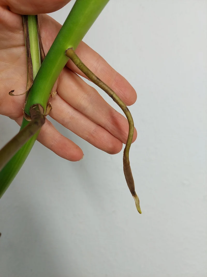 Monstera Aurea Stecklinge