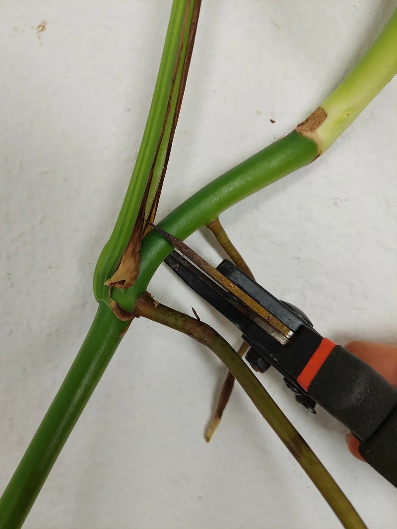 Monstera Aurea Stecklinge