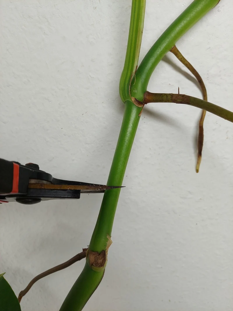 Monstera Aurea Stecklinge