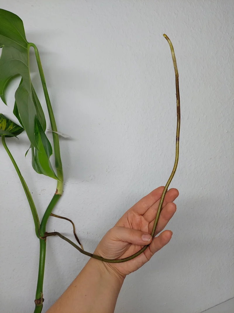 Monstera Aurea Stecklinge