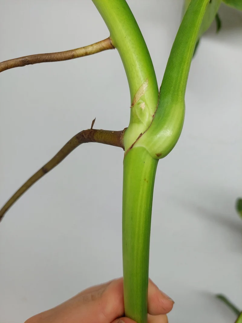 Monstera Aurea Stecklinge