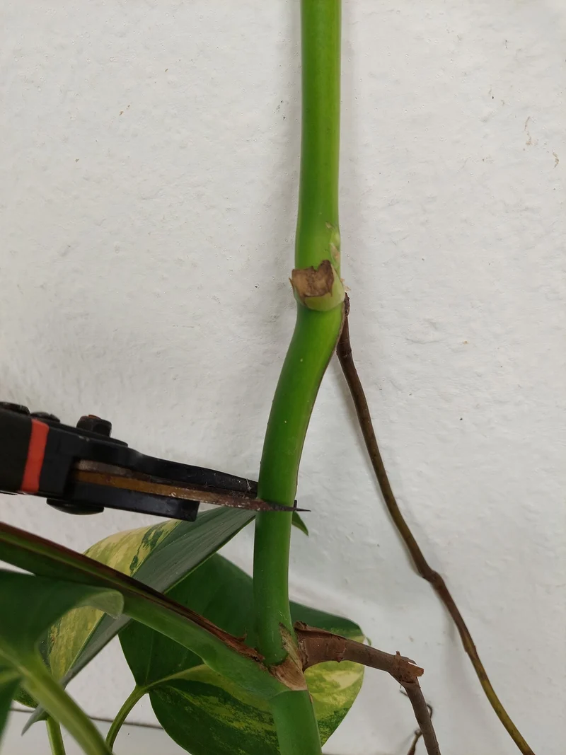 Monstera Aurea Stecklinge