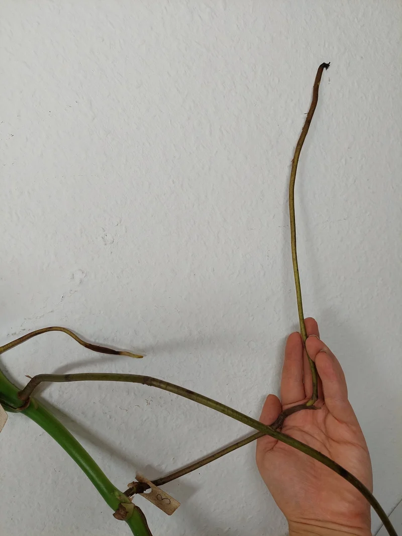 Monstera Aurea Stecklinge