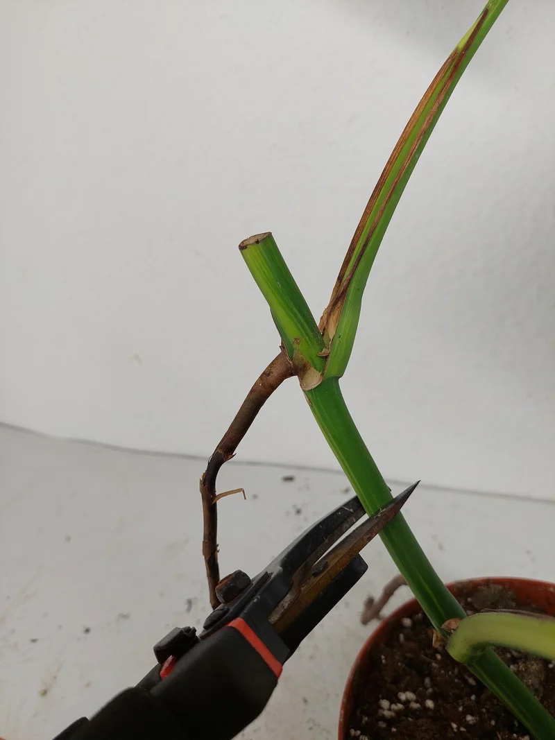 Monstera Aurea Stecklinge