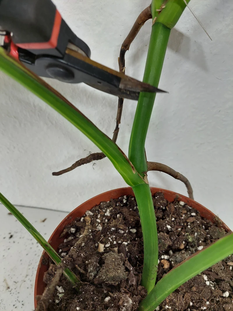 Monstera Aurea Stecklinge