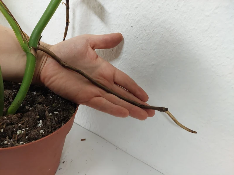 Monstera Aurea Stecklinge