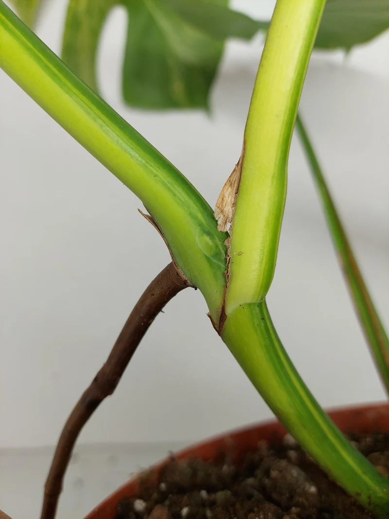 Monstera Aurea Stecklinge