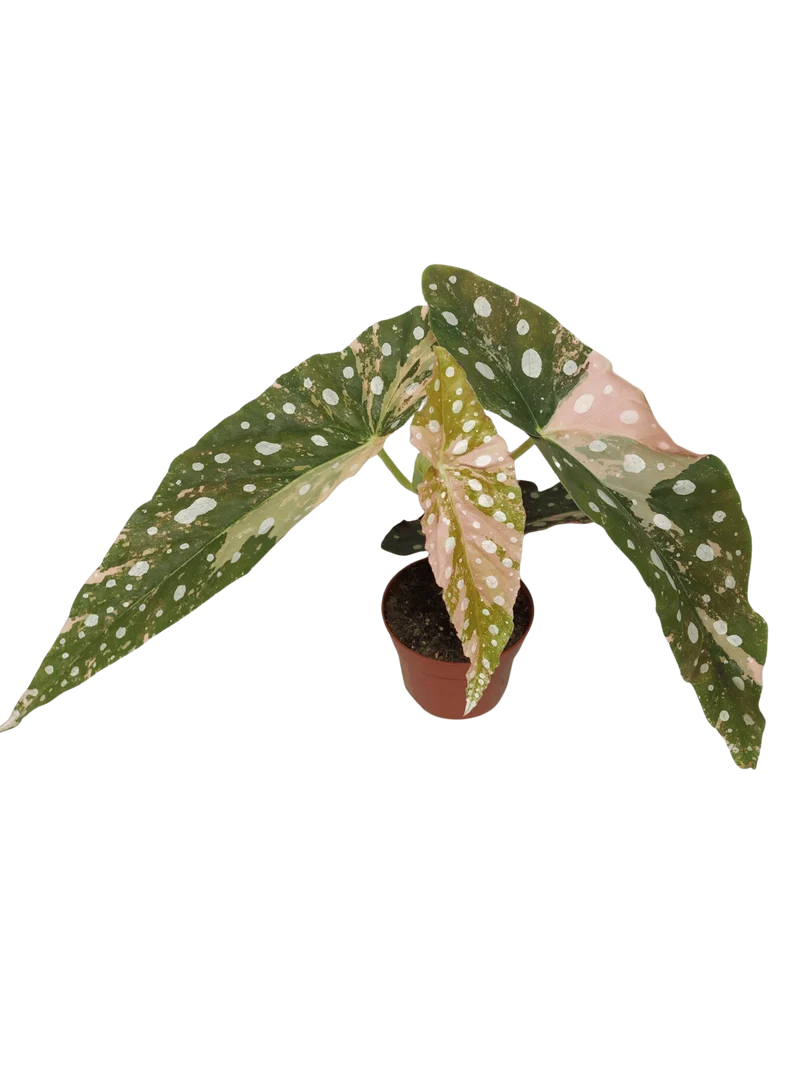 Begonia Maculata Pink Variegata