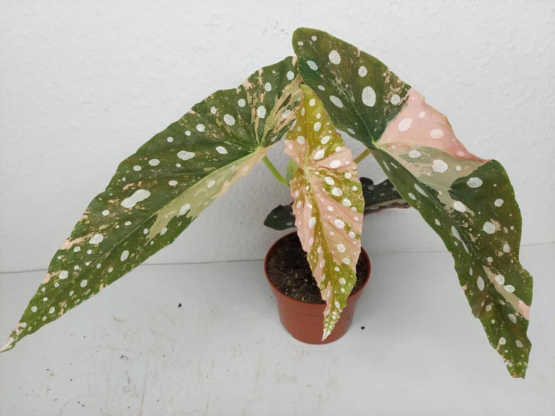 Begonia Maculata Pink Variegata