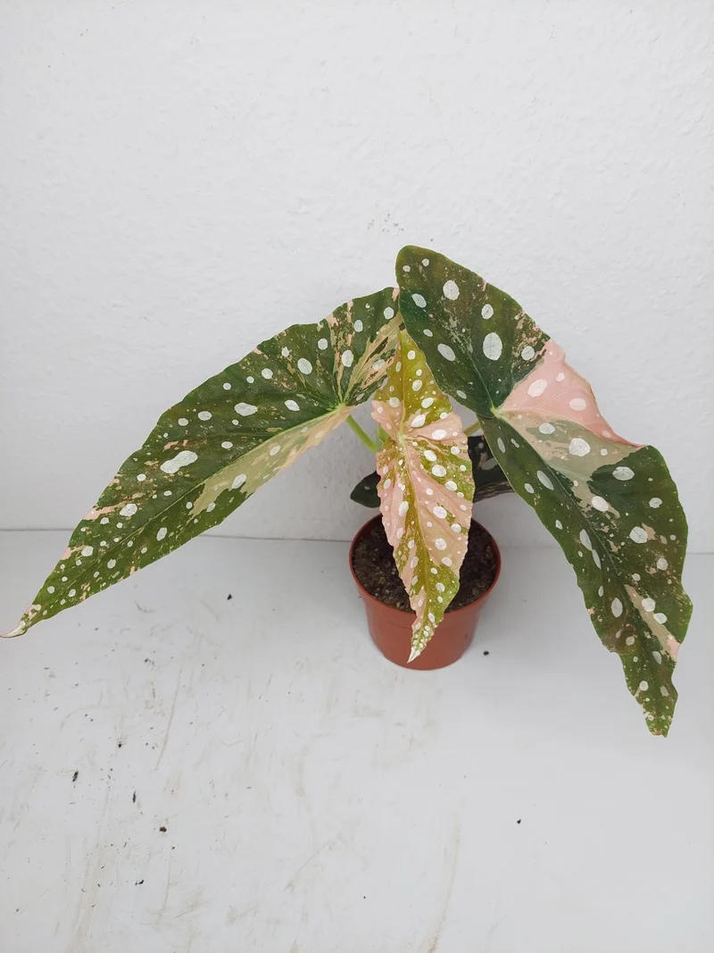 Begonia Maculata Pink Variegata