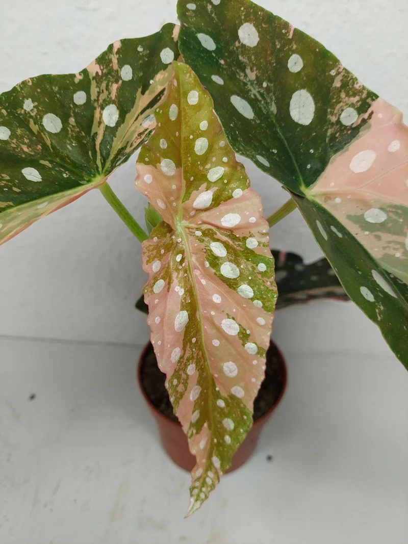 Begonia Maculata Pink Variegata