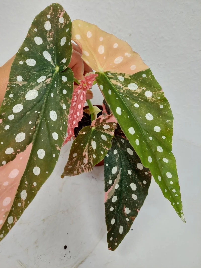 Begonia Maculata Pink Variegata