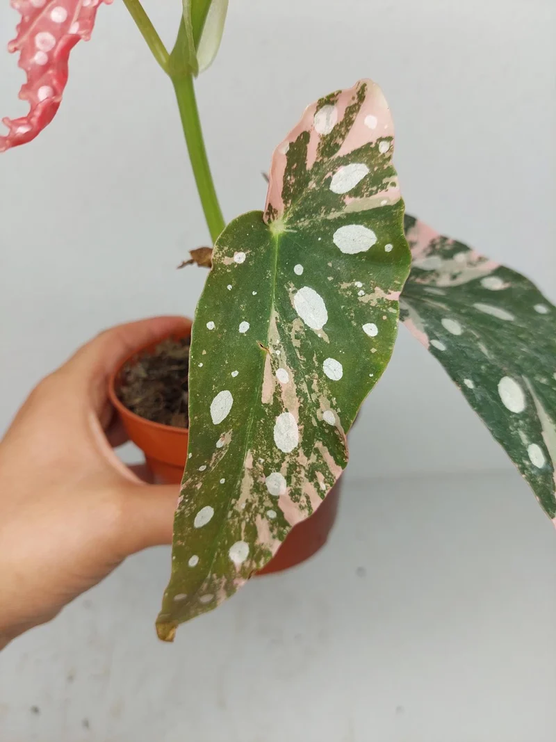 Begonia Maculata Pink Variegata