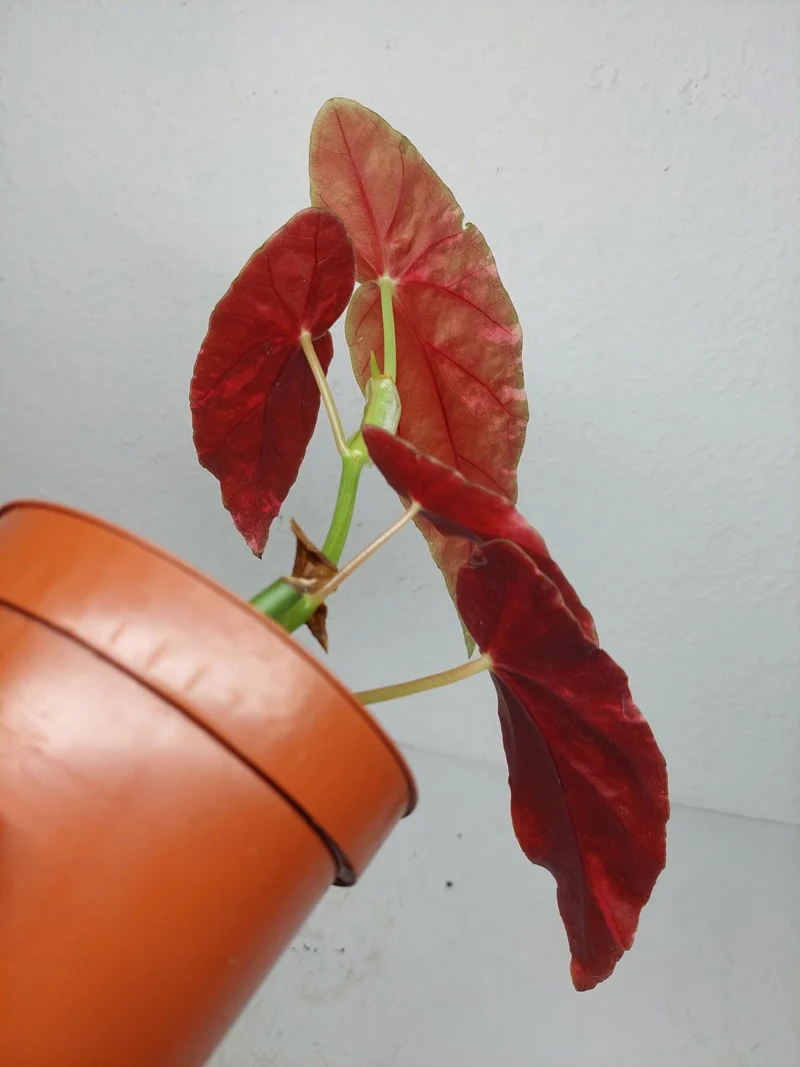 Begonia Maculata Pink Variegata