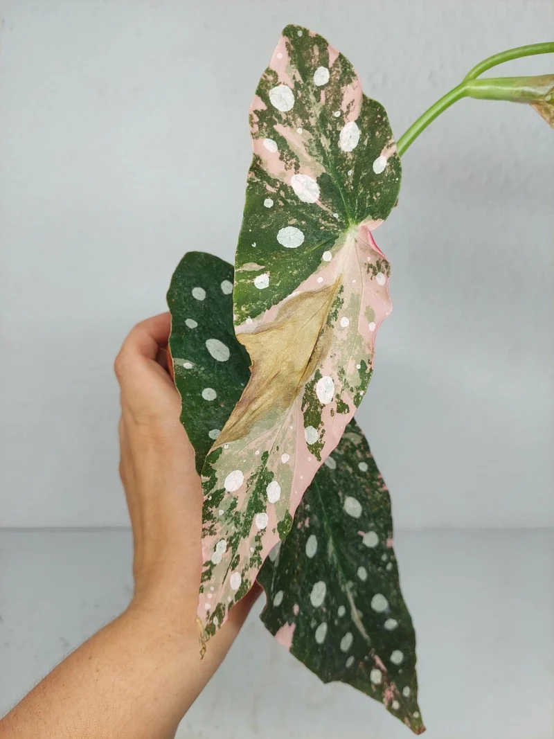 Begonia Maculata Pink Variegata