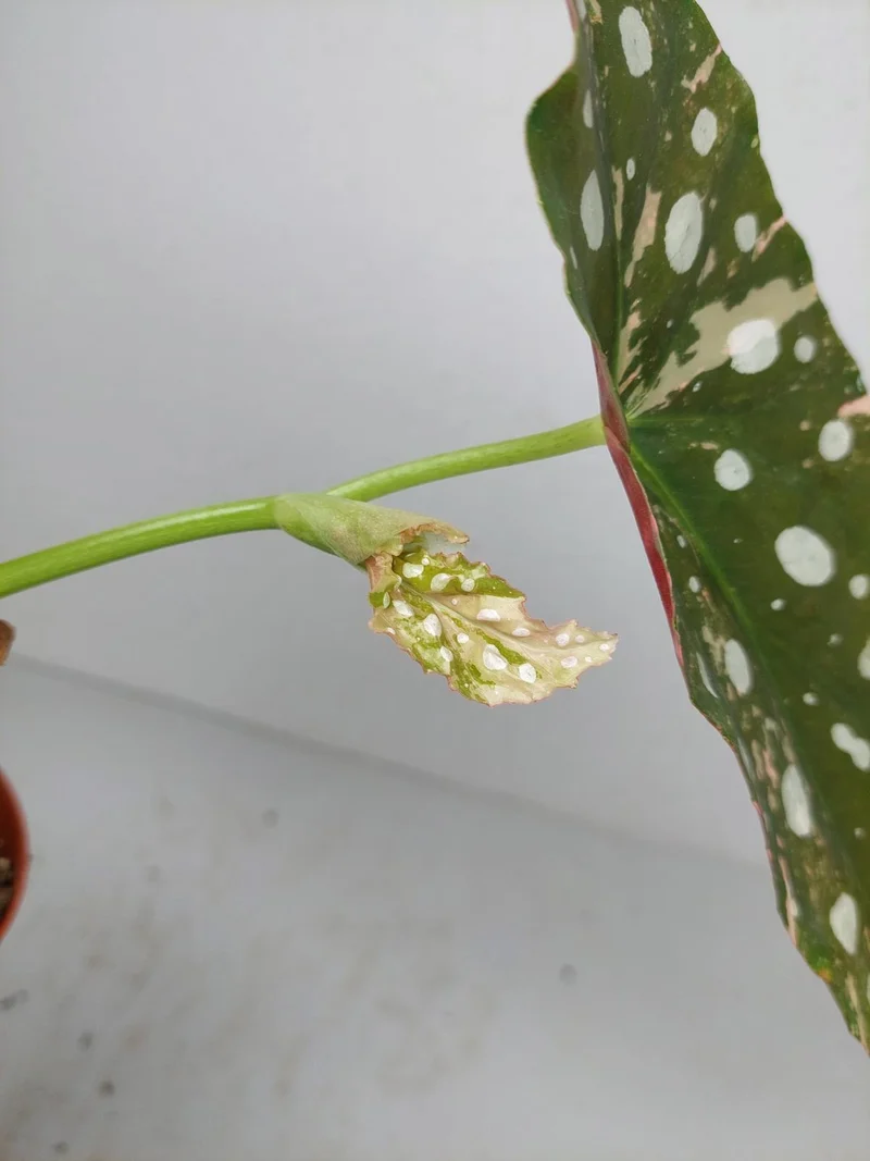 Begonia Maculata Pink Variegata