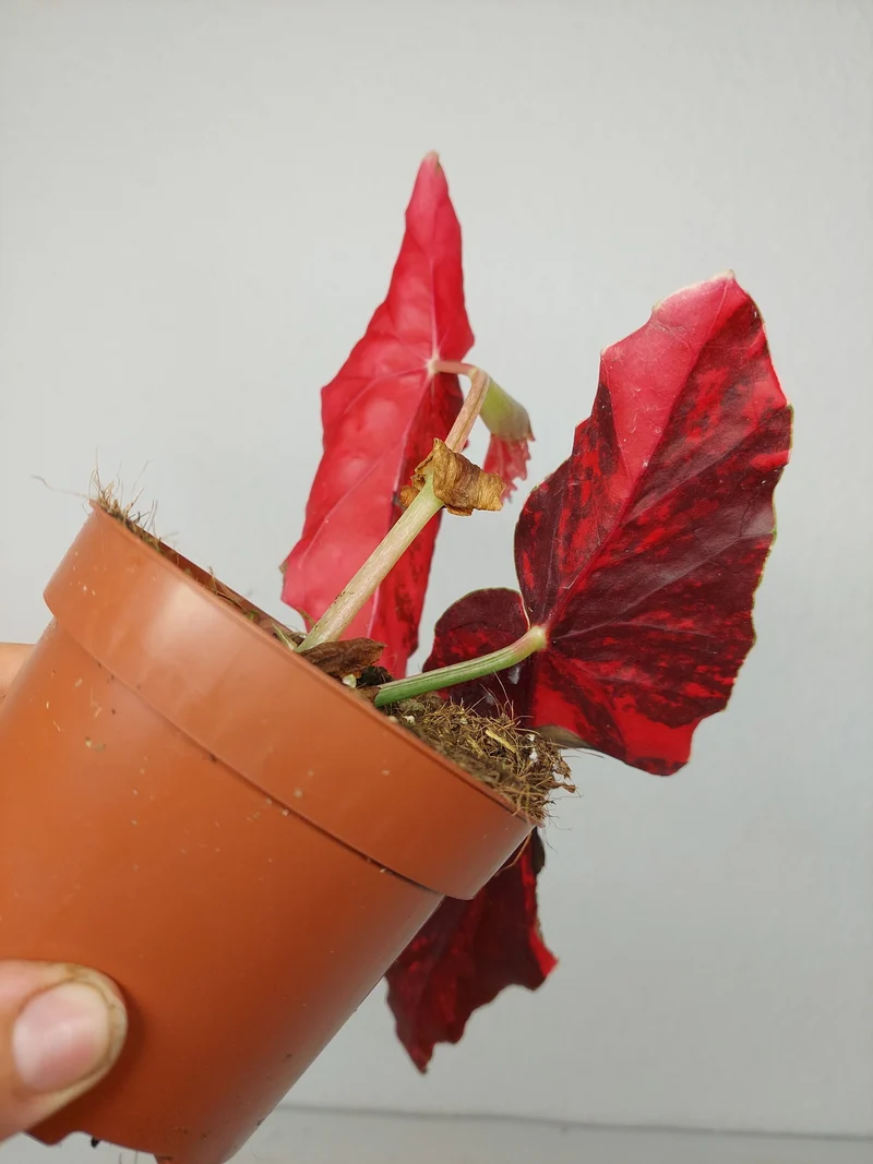 Begonia Maculata Pink Variegata