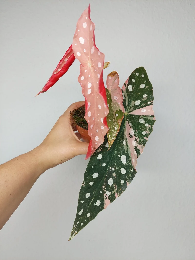 Begonia Maculata Pink Variegata