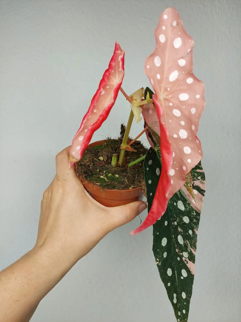 Begonia Maculata Pink Variegata