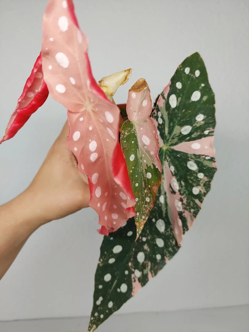 Begonia Maculata Pink Variegata