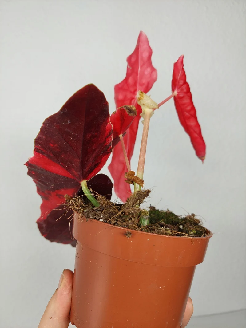 Begonia Maculata Pink Variegata