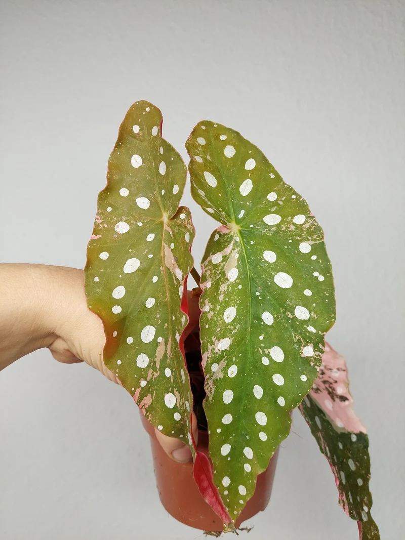 Begonia Maculata Pink Variegata