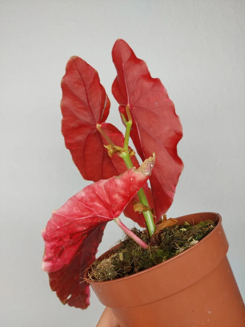 Begonia Maculata Pink Variegata