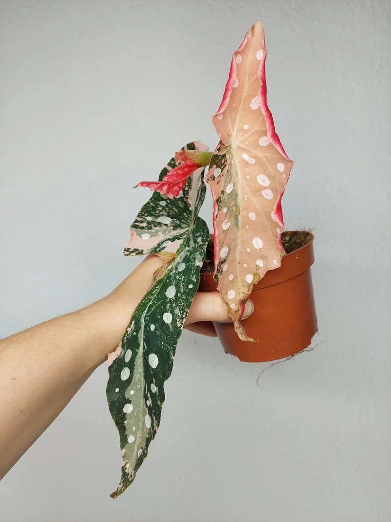 Begonia Maculata Pink Variegata