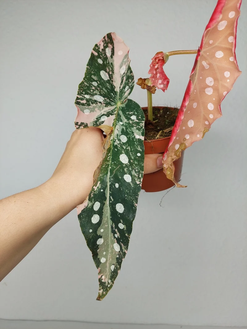Begonia Maculata Pink Variegata