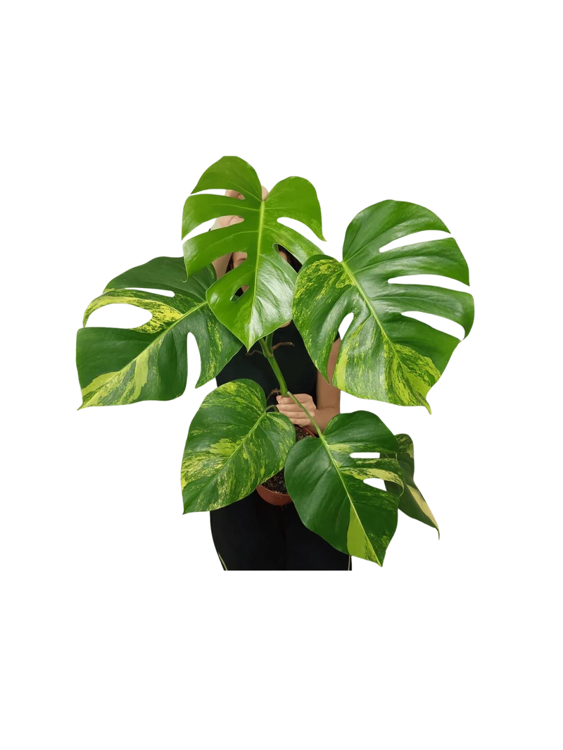 Monstera Aurea