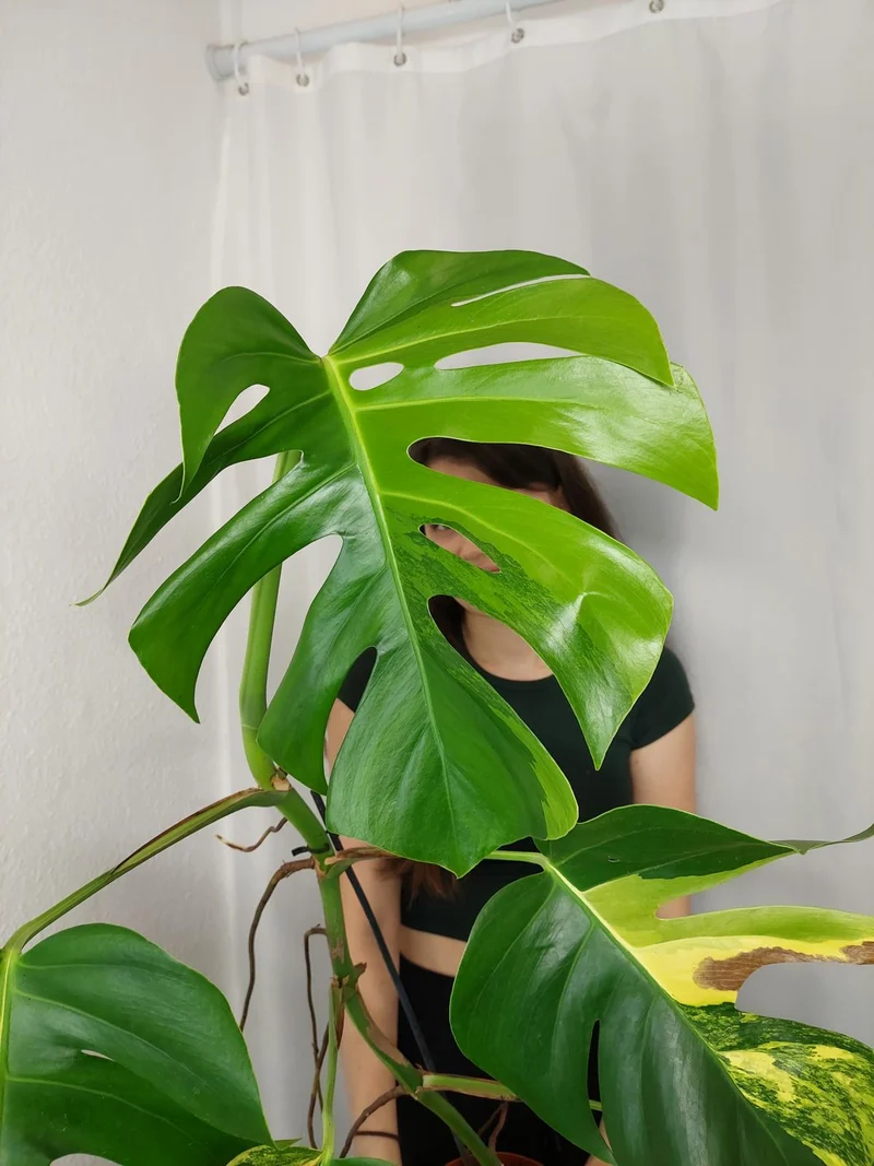 Monstera Aurea
