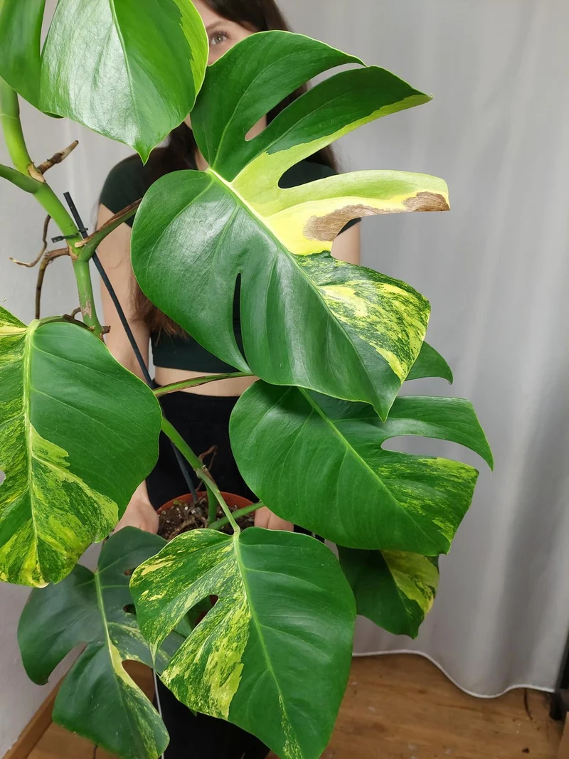 Monstera Aurea