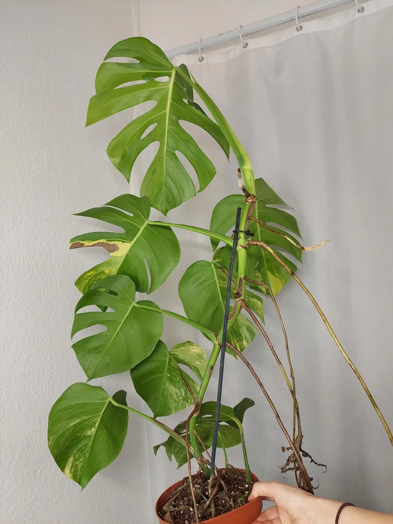 Monstera Aurea