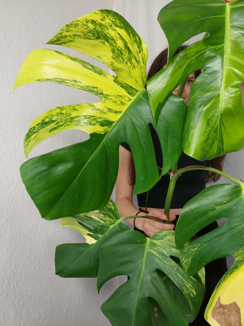 Monstera Aurea